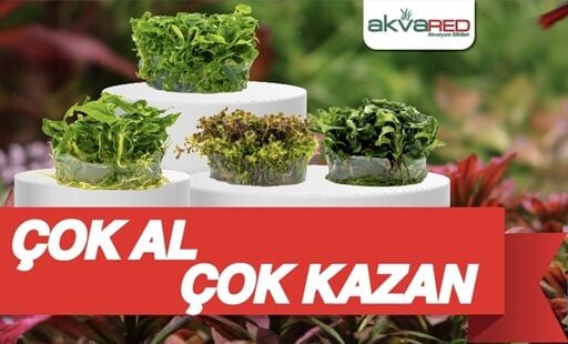 Çok Al Çoook Kazan